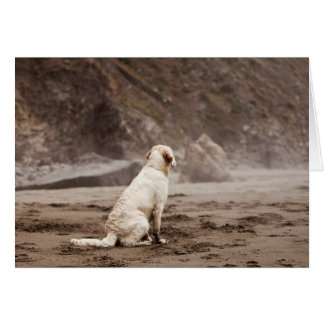 O golden retriever anula o cartão com fotos