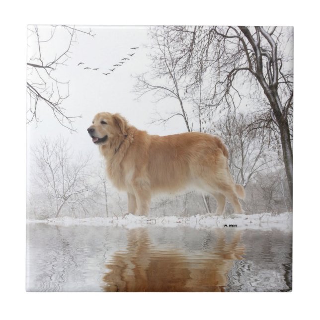 O golden retriever majestoso (Frente)