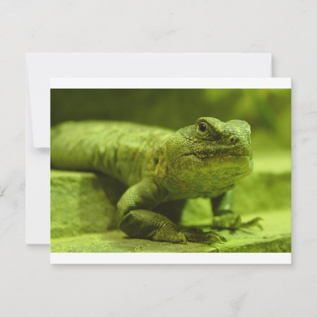 O Green Lizard (Frente)