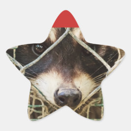 O GUAXINIM Em Adesivos Estrelados, Brilhante