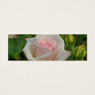 O híbrido cor-de-rosa de Ophelia aumentou