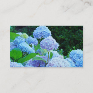 O Hydrangea azul dos cartões de visitas floresce