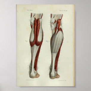 O impressão 1844 da anatomia do vintage Muscles a