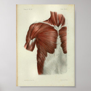 O impressão 1844 da anatomia do vintage Muscles a