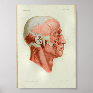 O impressão 1844 da anatomia do vintage Muscles a