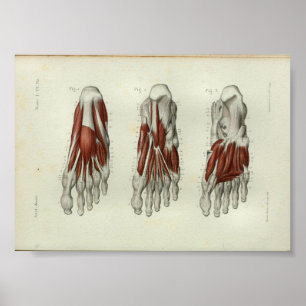 O impressão 1844 da anatomia do vintage Muscles o