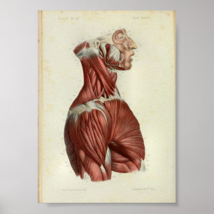 O impressão 1844 da anatomia do vintage Muscles o