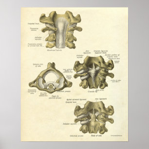 O impressão da anatomia do vintage desossa a