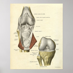 O impressão da anatomia do vintage desossa o