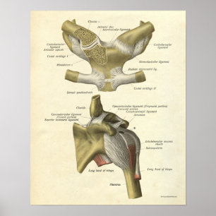 O impressão da anatomia do vintage desossa o
