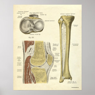 O impressão da anatomia do vintage desossa o