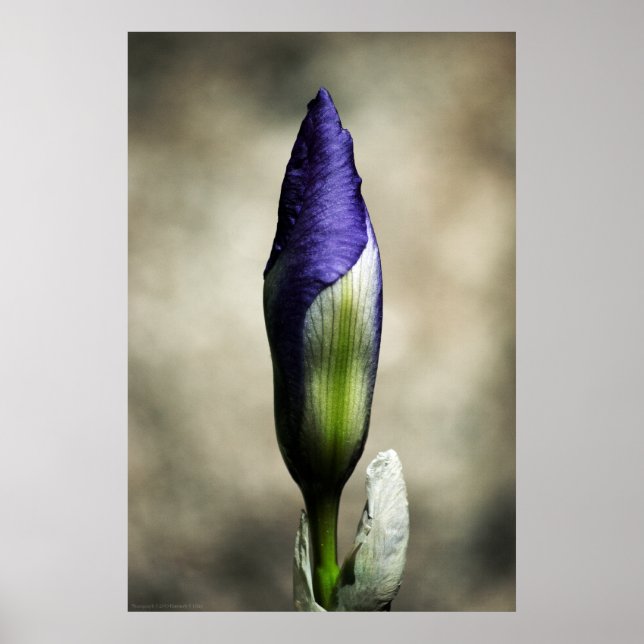 O Impressão da Beleza Chegante (Frente)