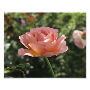 O impressão da foto de Abraham Darby aumentou