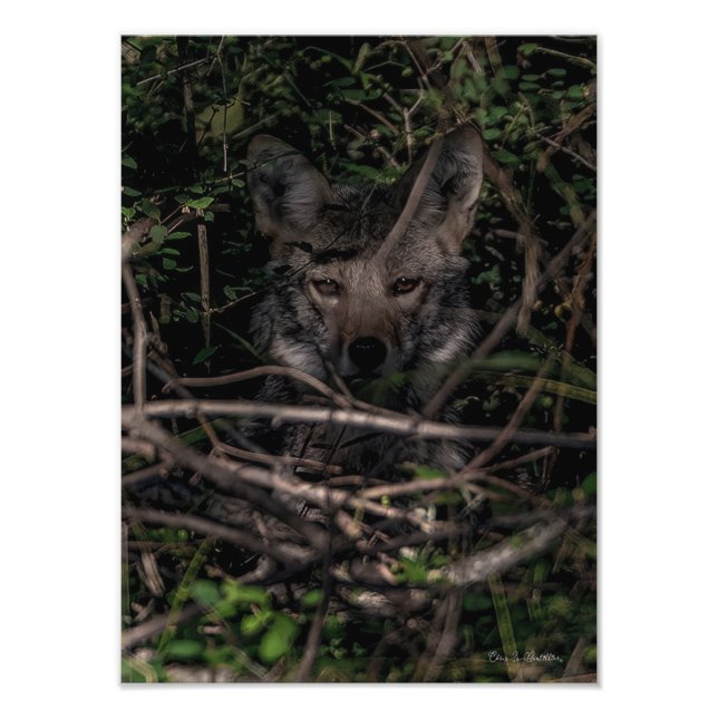 O Impressão de Foto da Ilha de Guemes da Mãe (Frente)