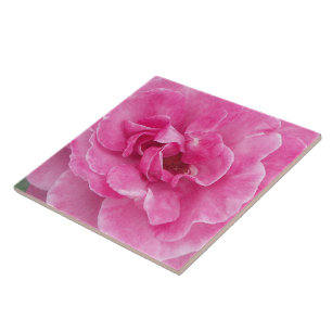 O jardim cor-de-rosa aumentou