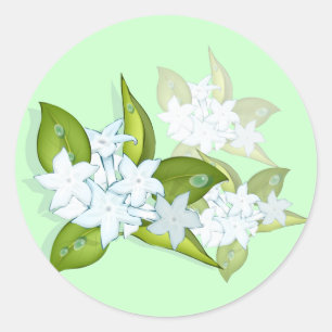 O jasmim floresce etiquetas