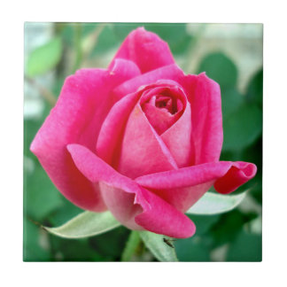 O KO dobro cor-de-rosa aumentou