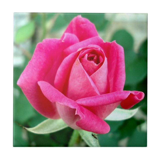 O KO dobro cor-de-rosa aumentou (Frente)