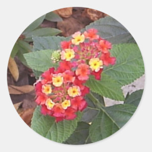 O Lantana floresce etiqueta