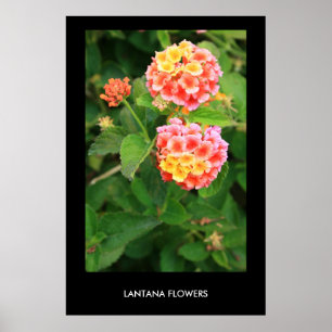 O Lantana floresce o poster, impressão