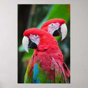 O macaw colorido repete mecanicamente o poster
