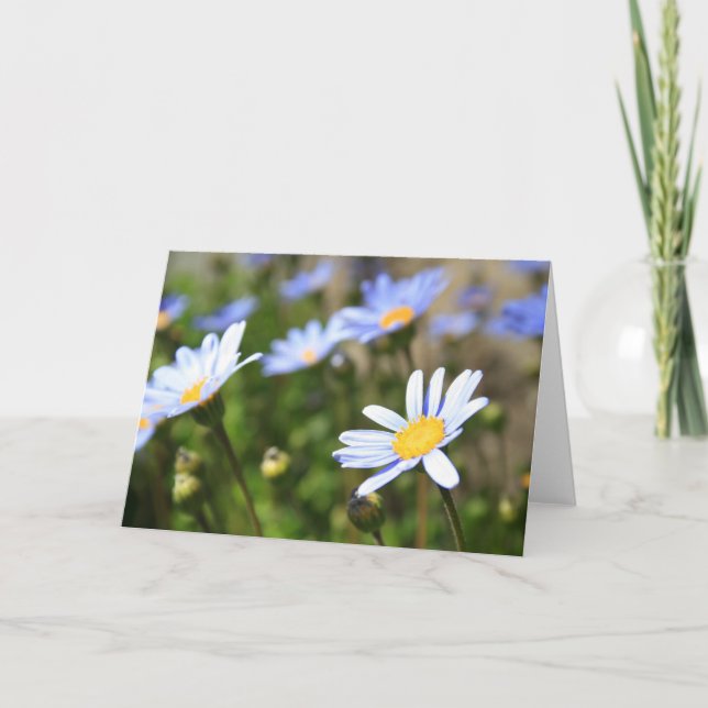 O Marguerite azul floresce o cartão, cartão de (Frente)