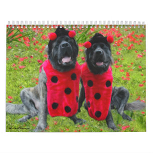 O Mastiff veste acima o calendário
