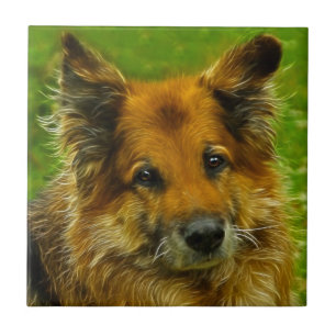 O melhor amigo #2 do homem