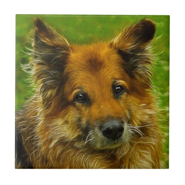 O melhor amigo #2 do homem (Frente)