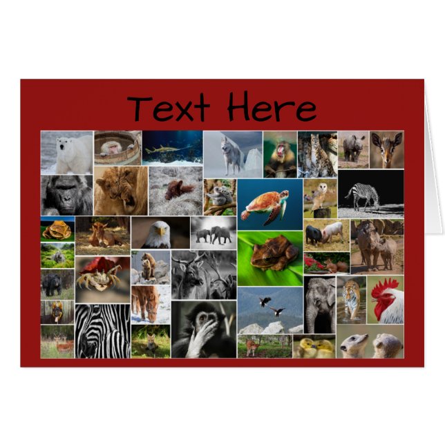 O meu Cartão de Saudação do Reino Animal, para qua (Frente Horizontal)