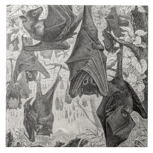 O modelo retro do bastão do Fox de vôo dos 1800s (Frente)