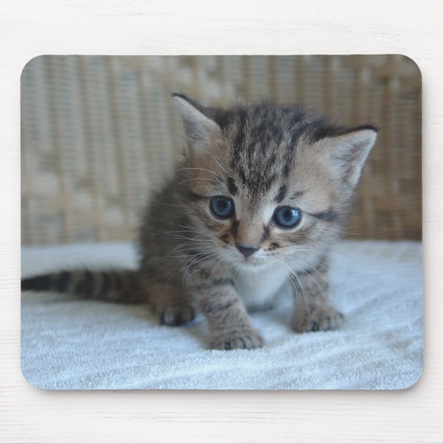 O Mousepad de Habu (Frente)