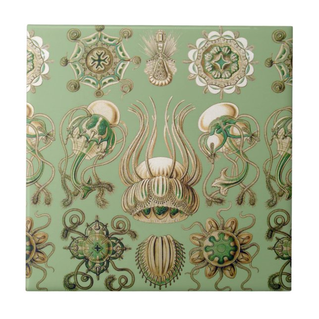 O Narcomedusae de Ernst Haeckel (Frente)