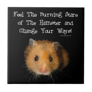 O olhar fixo do hamster