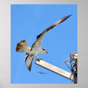 O Osprey ou o falcão esticado voam o poster ou o