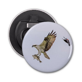 O Osprey que está sendo perseguido por um vermelho