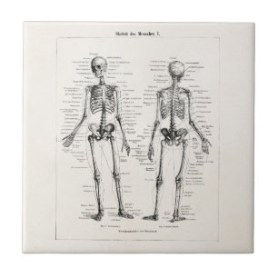 O osso humano de esqueleto da anatomia do vintage