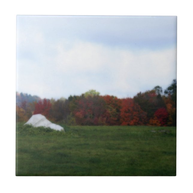O outono deixa Azulejo de arte natural em campo (Frente)