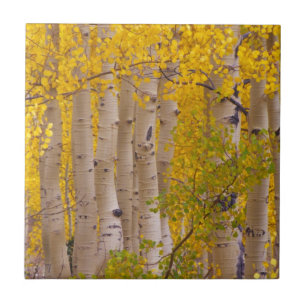 O outono passa em Kebler Pass no Colorado