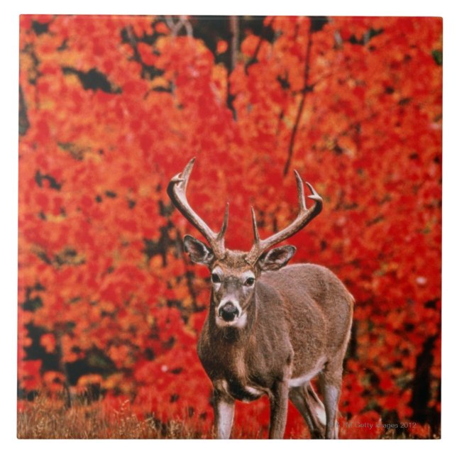 O outro nome comum: Cervos de Virgínia. Perto do (Frente)