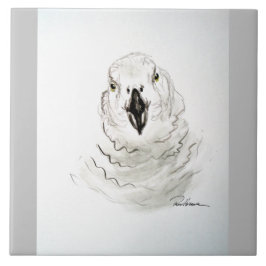 O papagaio está a olhar para ti. . .