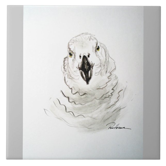 O papagaio está a olhar para ti. . . (Frente)