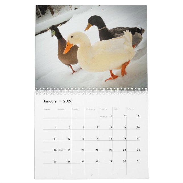 O passeio Ducks o calendário 2015 (Jan 2026)