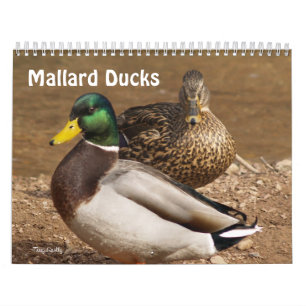 O pato selvagem Ducks o calendário