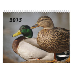 O pato selvagem Ducks o calendário 2014 dos
