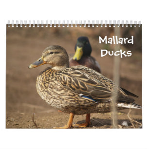 O pato selvagem Ducks o calendário da natureza