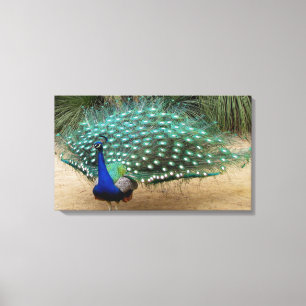 O pavão bonito esticou o impressão das canvas