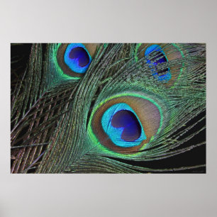 O pavão empluma-se o poster -36x24 - disponível