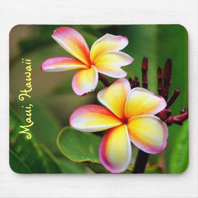 O Plumeria de Maui floresce Mousepad (Frente)