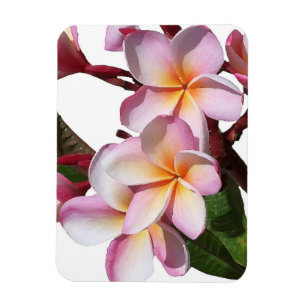 O Plumeria floresce o ímã superior